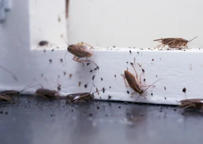 insect invasion home